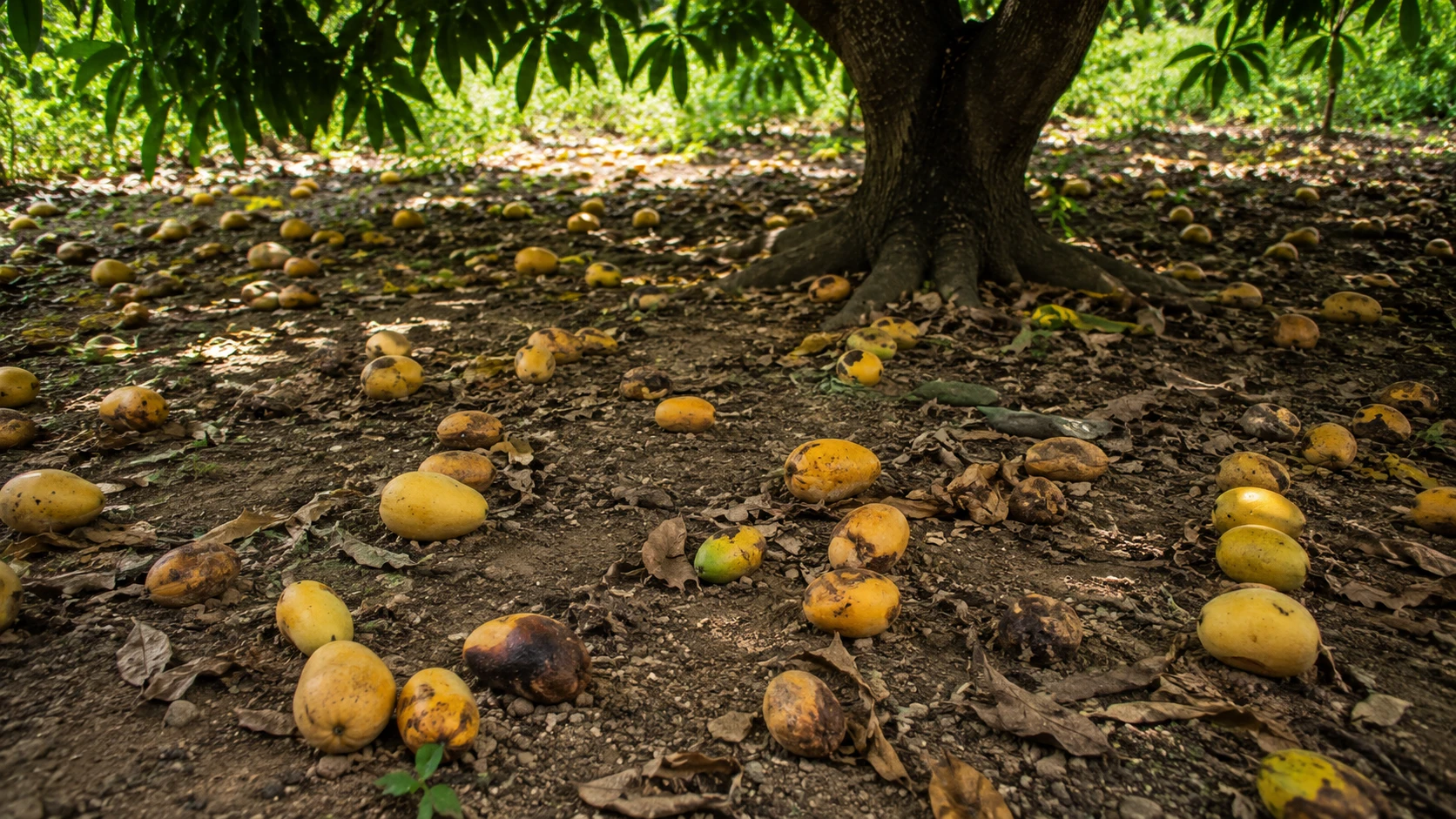 Ripe mangoes fallen and spoiling on the ground beneath the tree